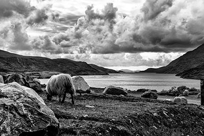 fjord irlandais
