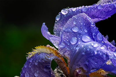 Iris